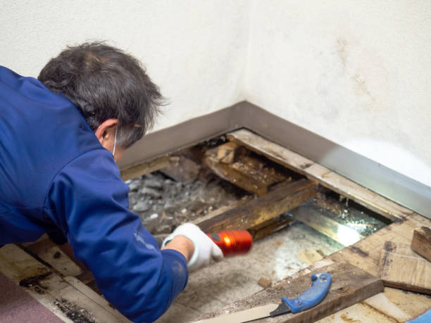 Best Black Mold Removal  in Ballenger Creek, MD