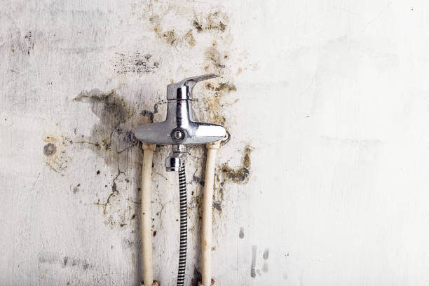 Best Mold Removal Company Near Me  in Ballenger Creek, MD