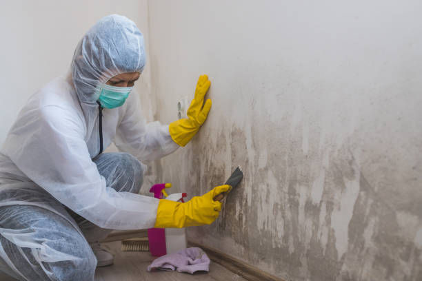 Best Mold Testing  in Ballenger Creek, MD