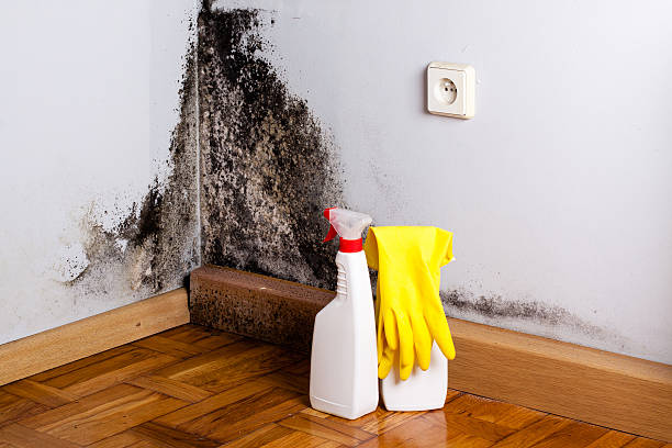 Best Local Mold Removal Service  in Ballenger Creek, MD