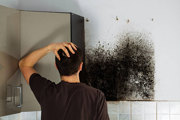 Best Mold Testing  in Ballenger Creek, MD