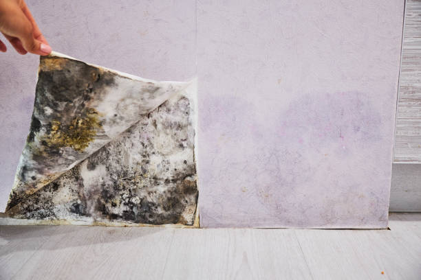 Best Emergency Mold Removal  in Ballenger Creek, MD